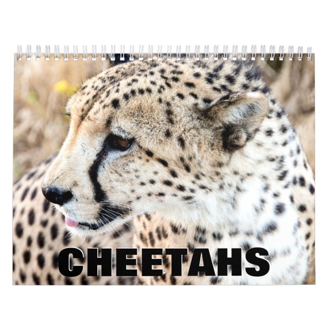 Calendário de Parede de Chita (Capa)