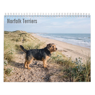 Calendário de parede de Norfolk Terriers 2027