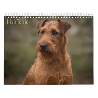 Calendário de Parede de Terriers Irlandeses 2027