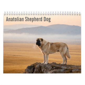 Calendário de Parede do Cão Pastor da Anatólia 202