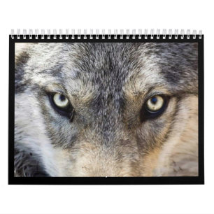 Calendário de parede do lobo