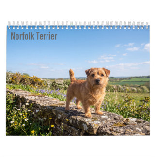 Calendário de parede do Norfolk Terrier 2027