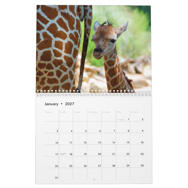 Calendário de parede dos girafas (Jan 2027)