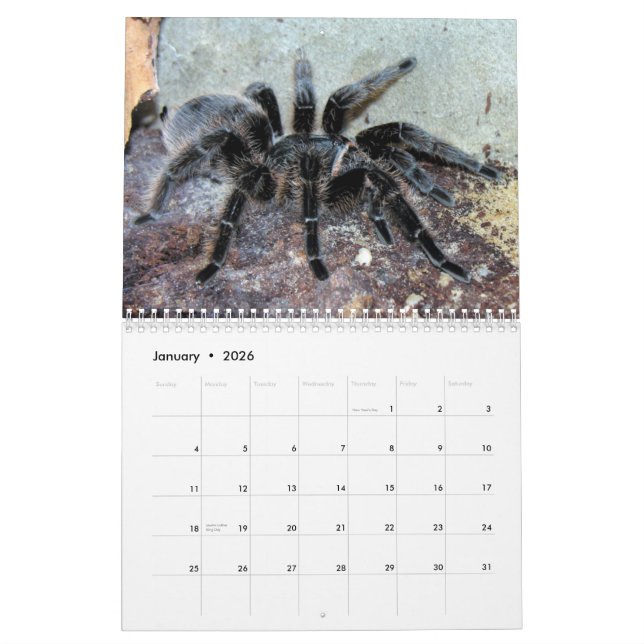 Calendário de parede dos Tarantulas (Jan 2026)