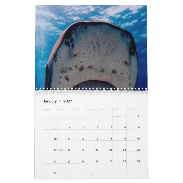 Calendário de parede dos tubarões (Jan 2027)