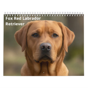 Calendário de Parede Fox Red Labrador Retriever 20