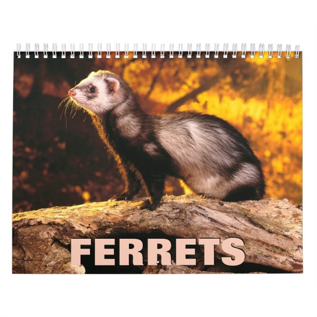 Calendário de Parede Furões (Capa)