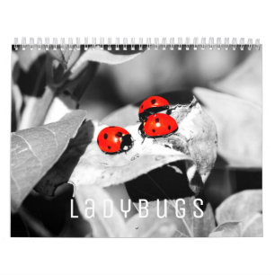 Calendário de Parede Ladybugs 2022