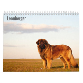 Calendário de parede Leonberger 2027