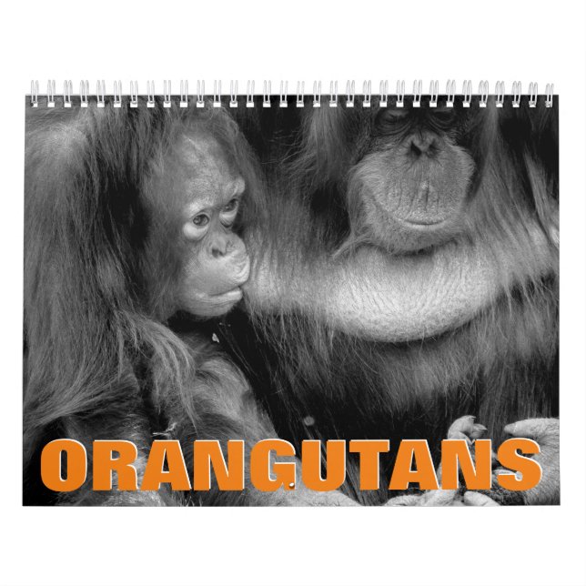 Calendário de Parede Orangutans (Capa)