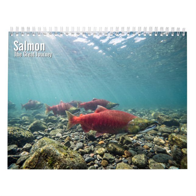Calendário de parede Salmão 2027 (Capa)