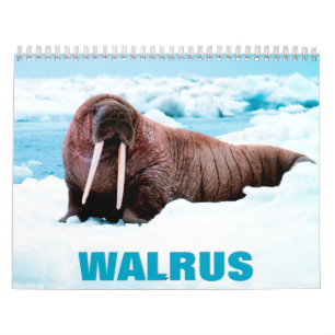 Calendário de Parede Walrus 2022
