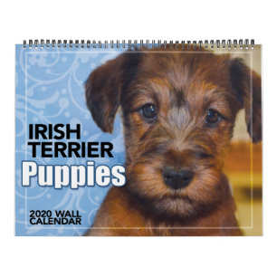 Calendário de Paredes do Irish Terrier Puppies 20