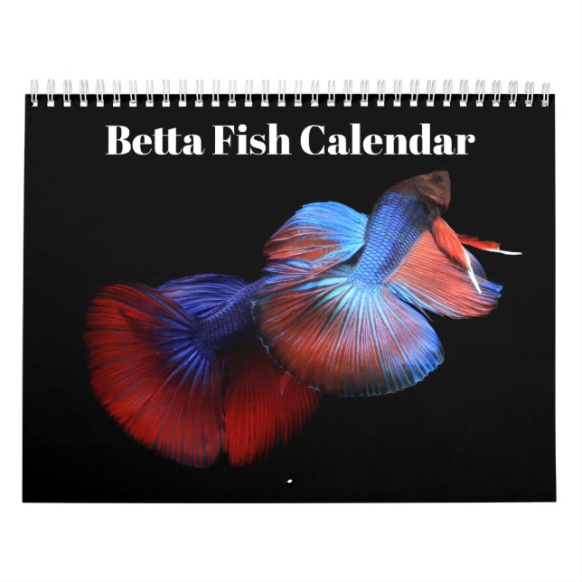 Calendário de peixes Betta 2027 (Capa)