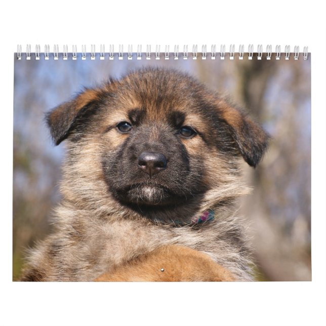 Calendário de Puppy do german shepherd 2016 (Capa)
