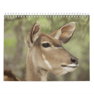 Calendário de Retratos da Natureza e Animais para