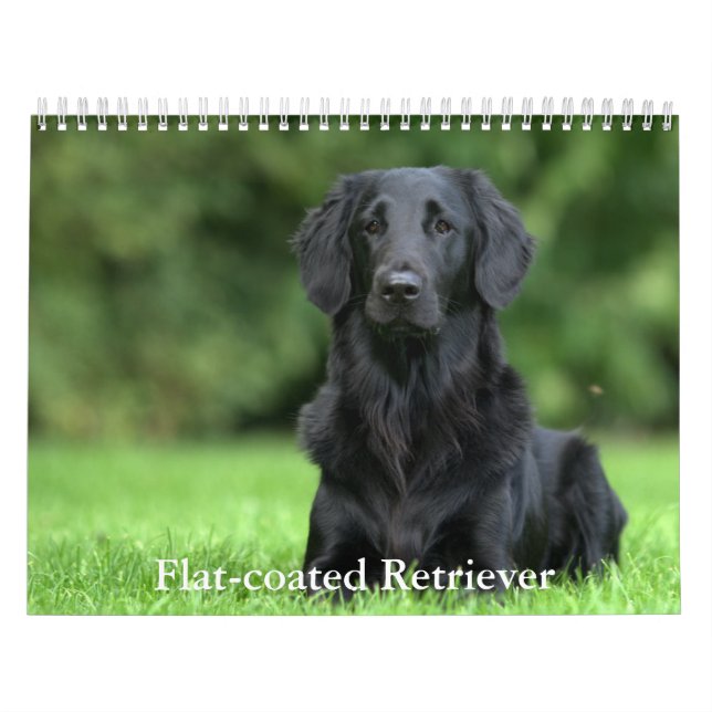Calendário de Retriever revestido por Plano (Capa)