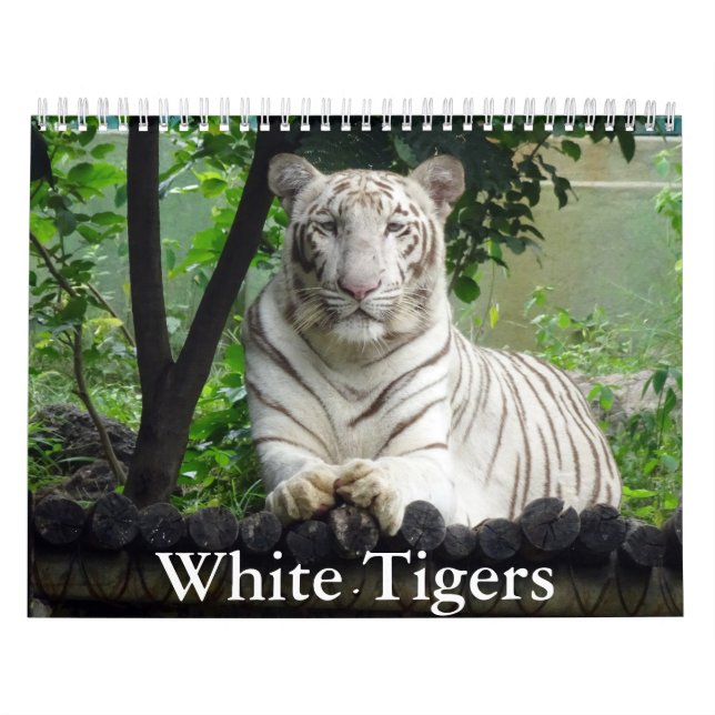 Calendário de Tigres Brancos (Capa)