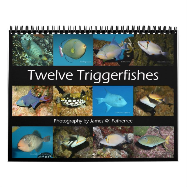 Calendário de Triggerfishes Wall por J.W. Pai. (Capa)