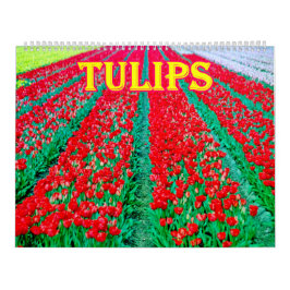 Calendário de tulipas