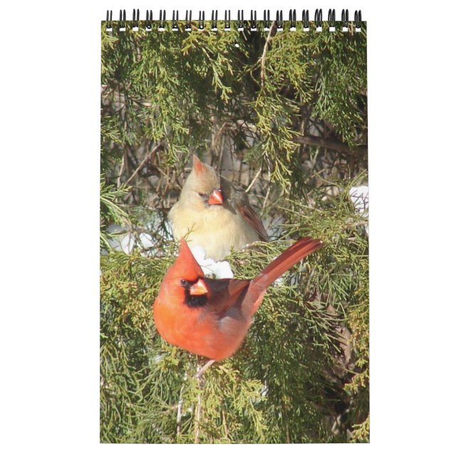 Calendário de um Ano de Cardinais (Capa)