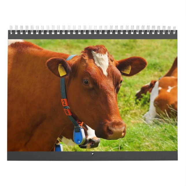 Calendário de Vaca de Corte Total (Capa)