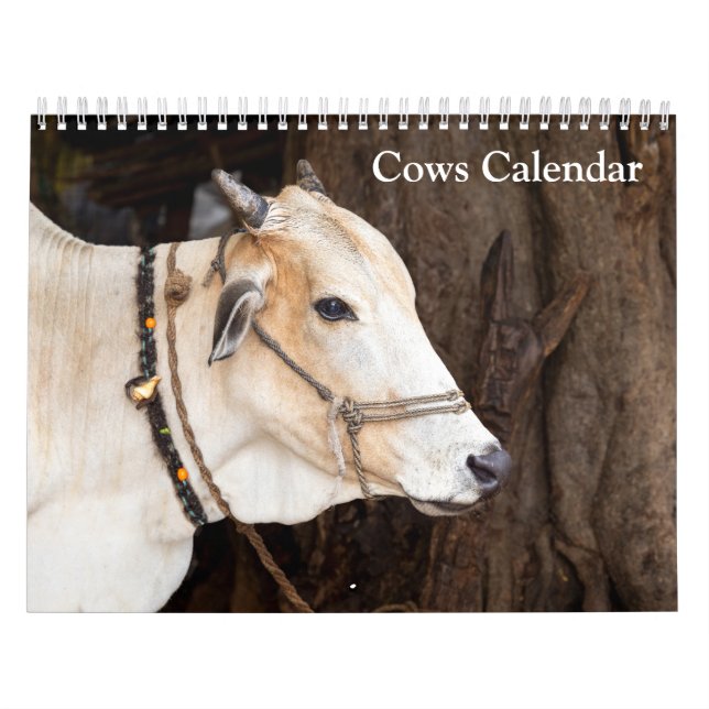 Calendário de Vacas 2027 (Capa)