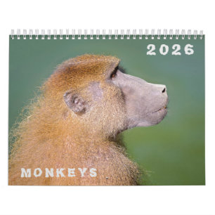 Calendário de vários macacos