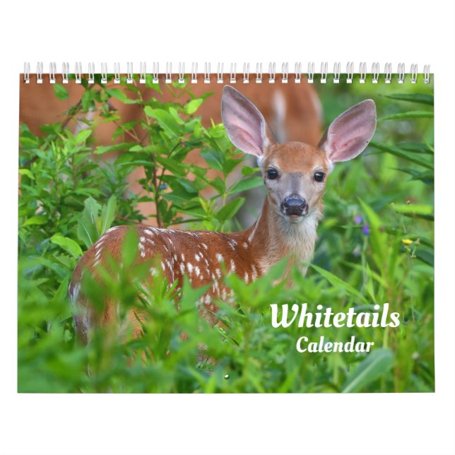 Calendário de Veado-de-cauda-branca (Capa)