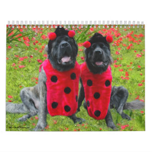 Calendário de Vestido Mastiff