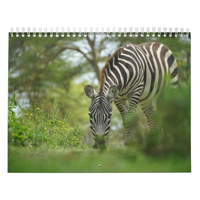 Calendário de Zebra Animal (Capa)