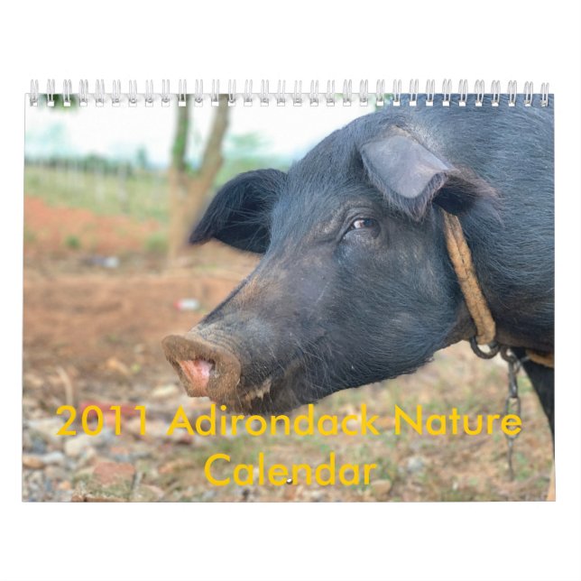 Calendário Design do porco da fazenda (Capa)