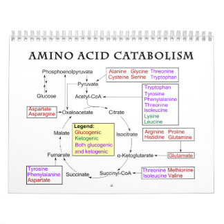Calendário Diagrama do catabolismo do aminoácidos