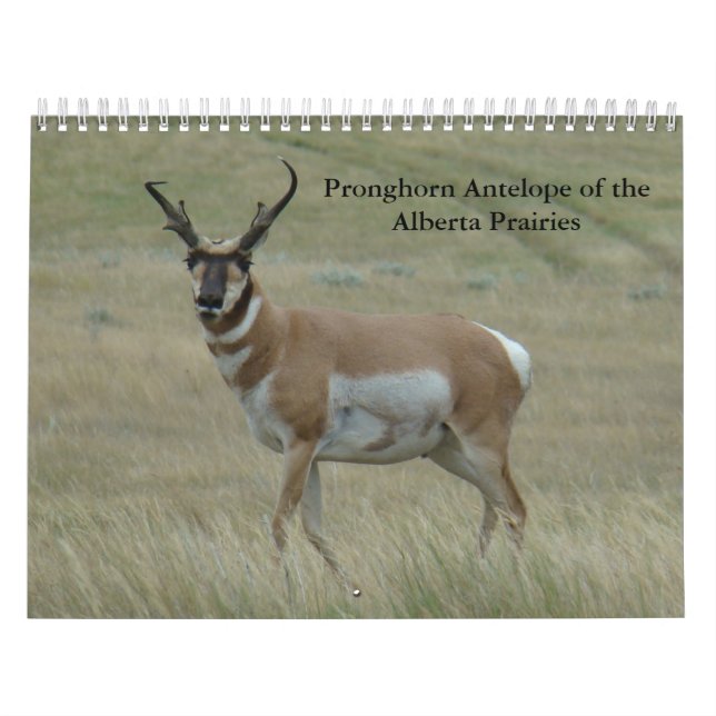 Calendário do Antílope do Pronghorn C11 (Capa)