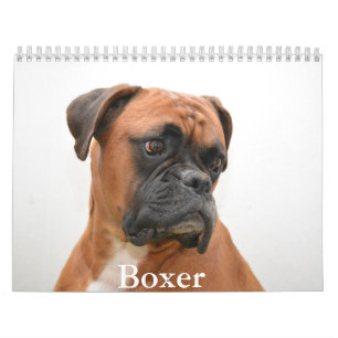Calendário do Cachorro Boxer