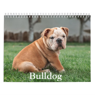 Calendário do Cachorro do Bulldog