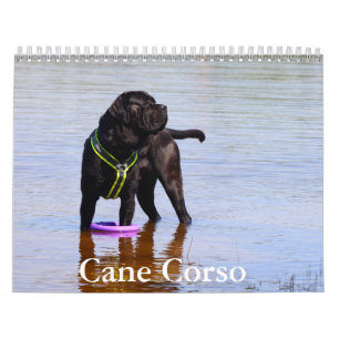 Calendário do Cachorro do Cane Corso