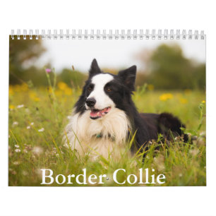Calendário do Cão Collie de Borda