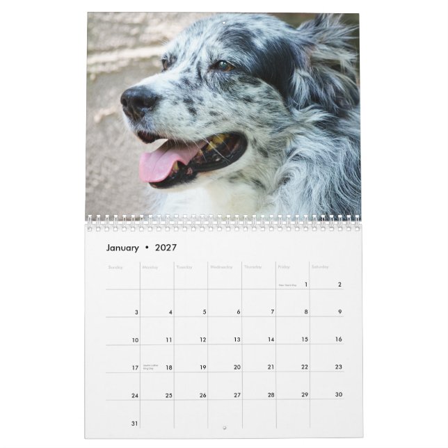 Calendário do cão de pastor de 2013 australianos (Jan 2027)
