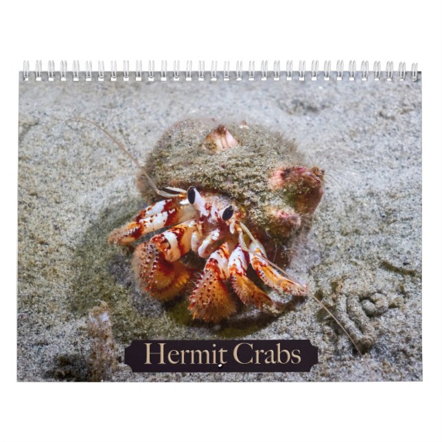 Calendário do Caranguejo Hermit (Capa)