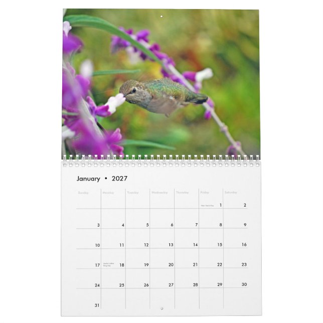 Calendário do colibri do quintal (Jan 2027)