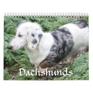 Calendário do Dachshund