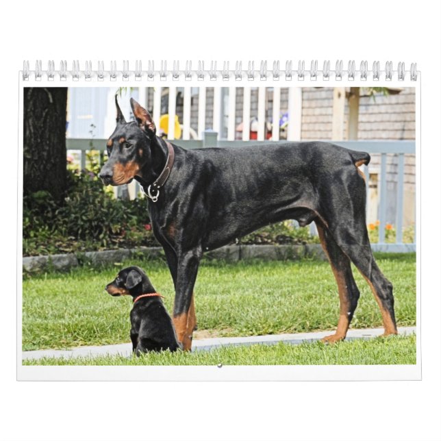 Calendário do Doberman (Capa)