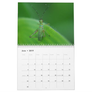Calendário do fascínio do inseto