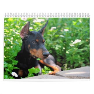 Calendário do filhote de cachorro do Doberman