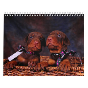 Calendário do filhote de cachorro do Doberman
