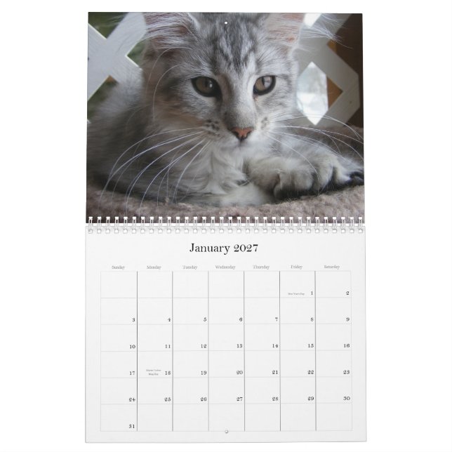 Calendário do gatinho do racum de Maine (Jan 2027)