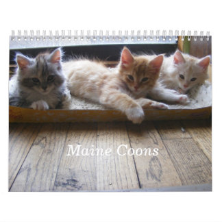 Calendário do gatinho do racum de Maine