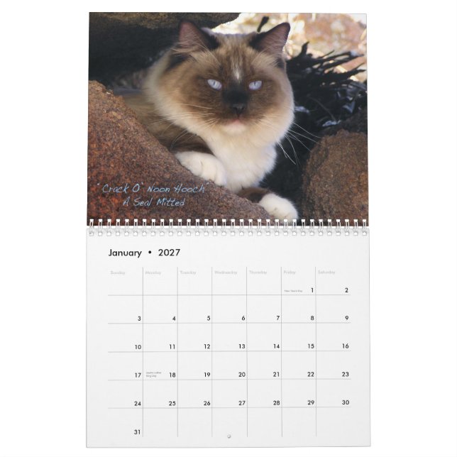 Calendário do gato de Ragdoll (Jan 2027)