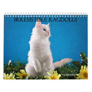 Calendário do gato de Ragdoll